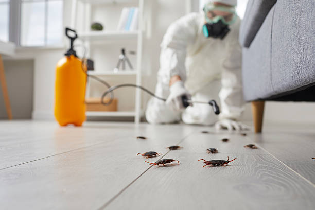 Commercial Kitchen Cockroach Control in St. Charles